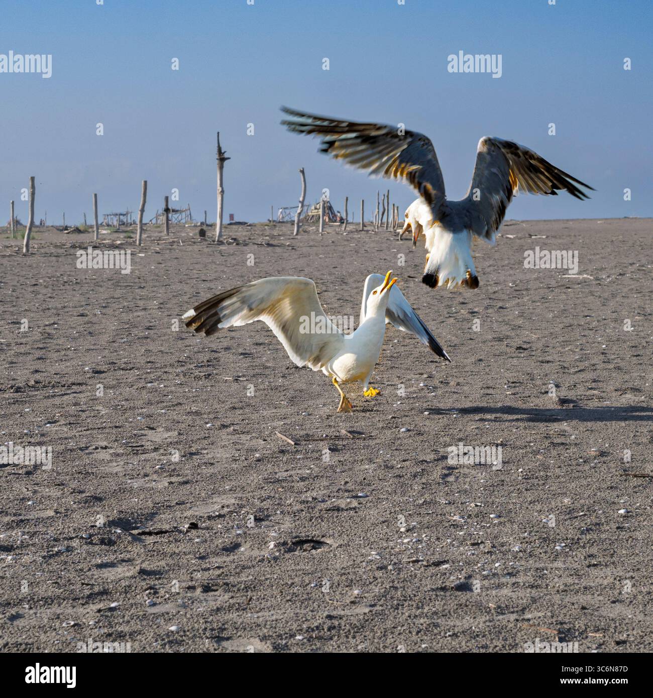 I gabbiani che lottano per il cibo alla spiaggia di Porto Caleri, all'interno del Parco regionale del Delta del po, Rosolina Mare, provincia di Rovigo, Veneto Italia. Foto Stock