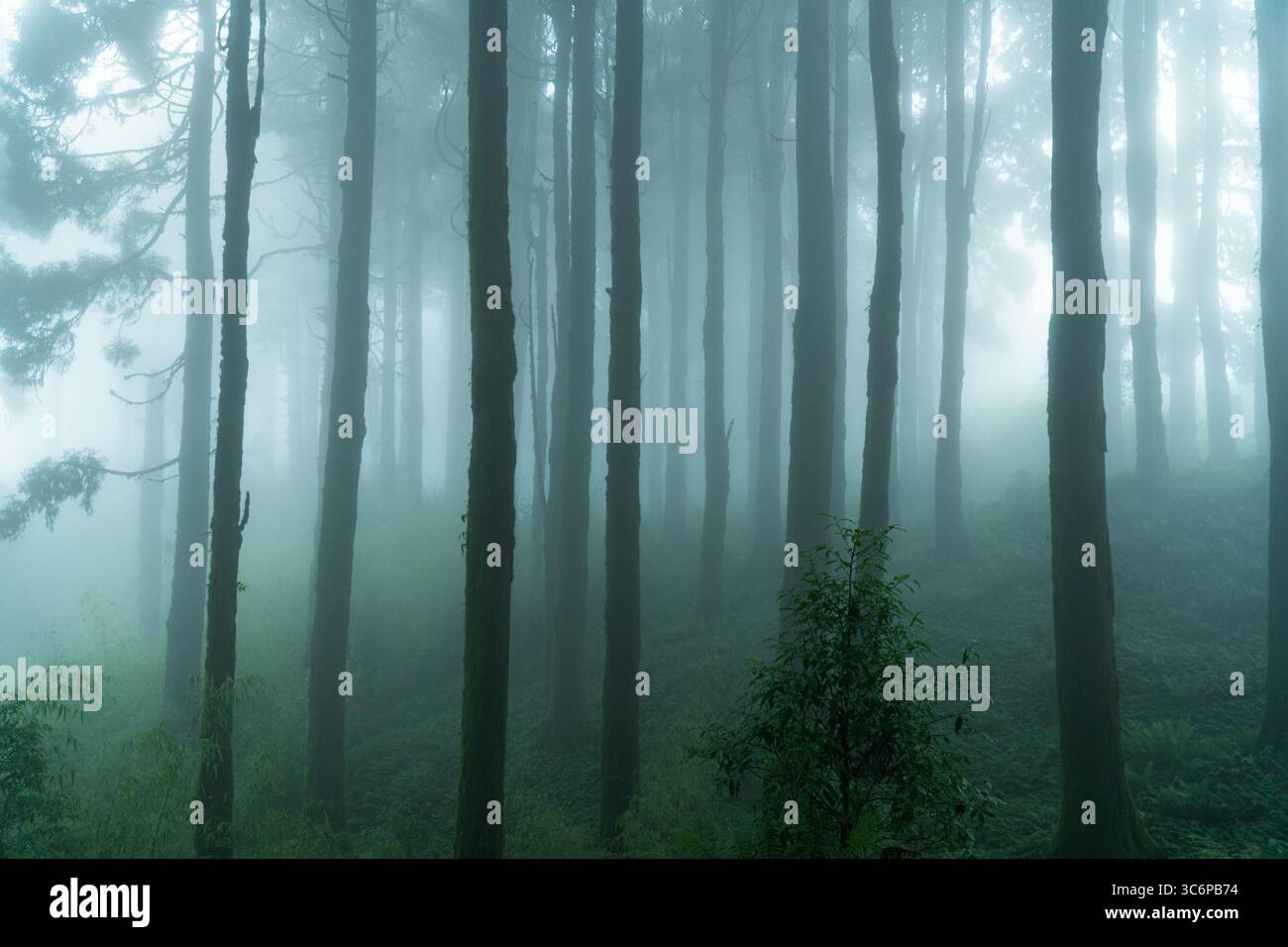 Paesaggio della foresta di pini nebbiosi con fitte nebbia e alti alberi in una tranquilla regione montana. Foto Stock