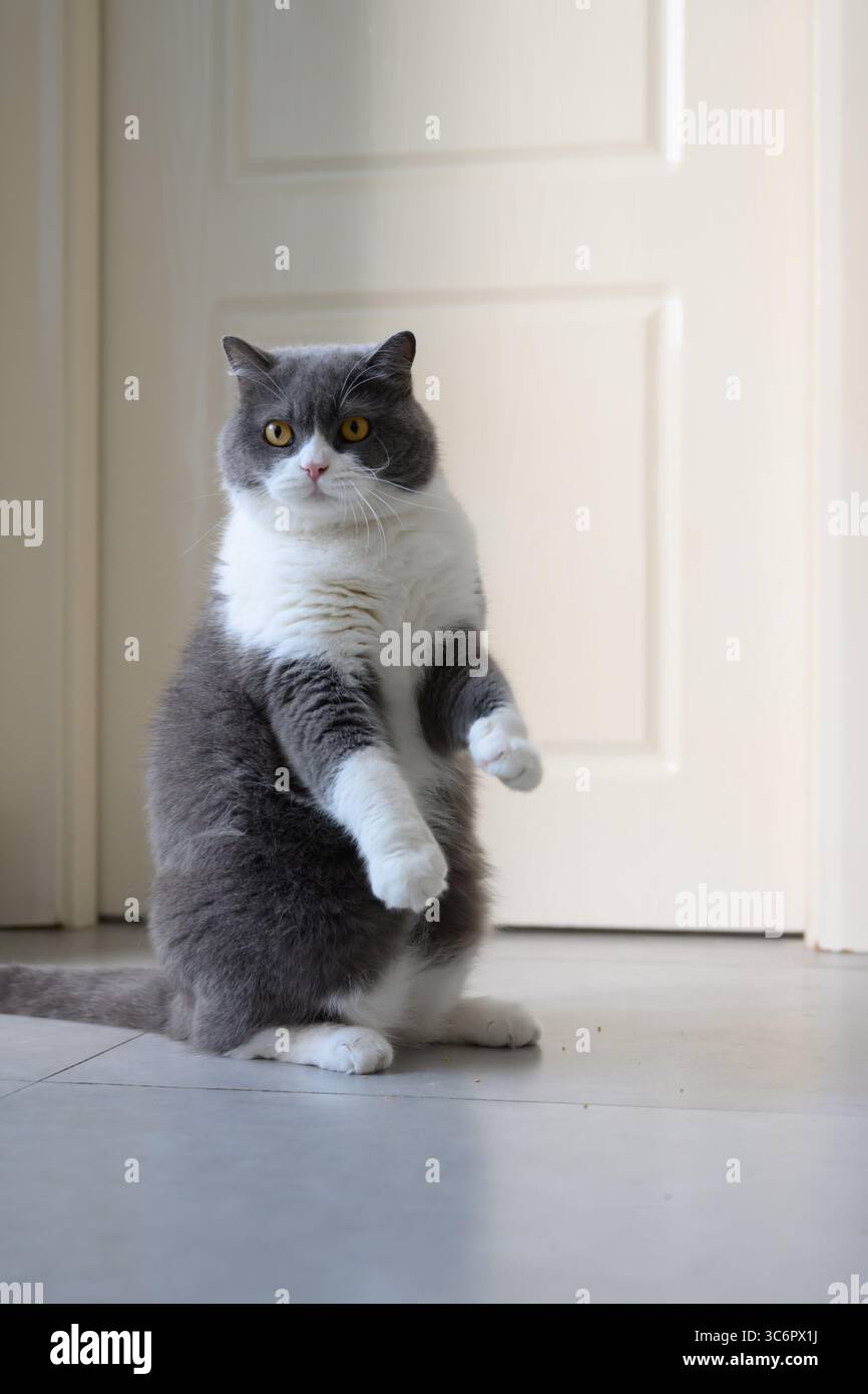 Gatto britannico Shorthair in piedi su due gambe Foto Stock