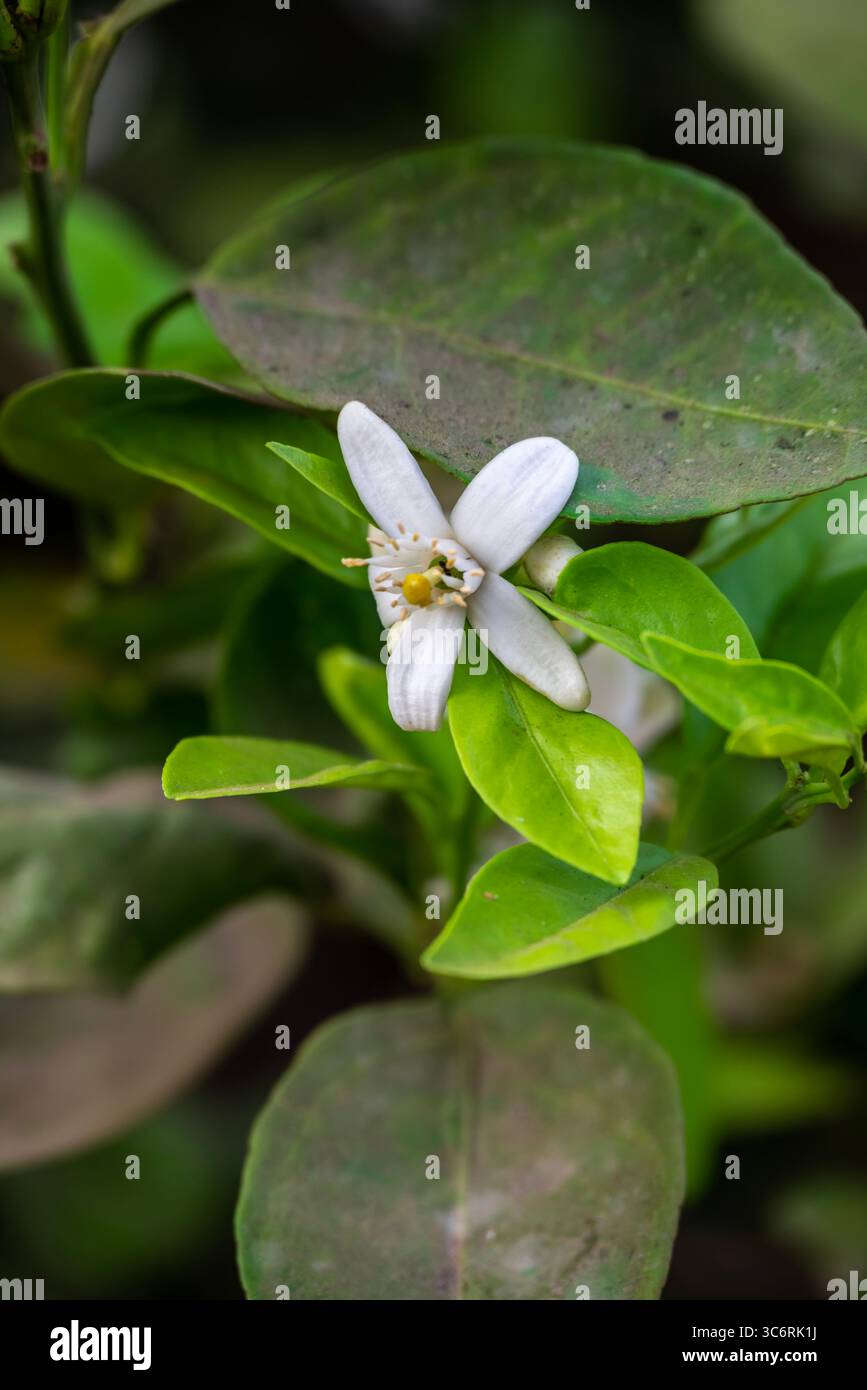 Arancio in fiore, arancio Valencia e fiori d'arancio, raccolta primaverile, rami di arancio con fiori, gemme e foglie Foto Stock