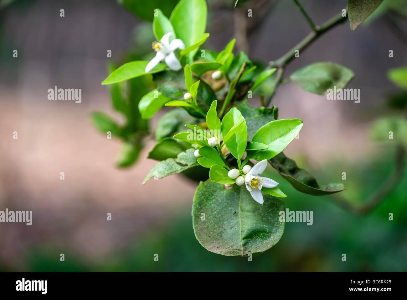Arancio in fiore, arancio Valencia e fiori d'arancio, raccolta primaverile, rami di arancio con fiori, gemme e foglie Foto Stock