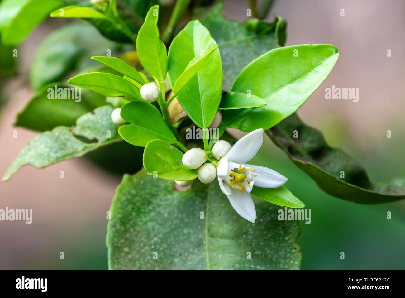 Arancio in fiore, arancio Valencia e fiori d'arancio, raccolta primaverile, rami di arancio con fiori, gemme e foglie Foto Stock