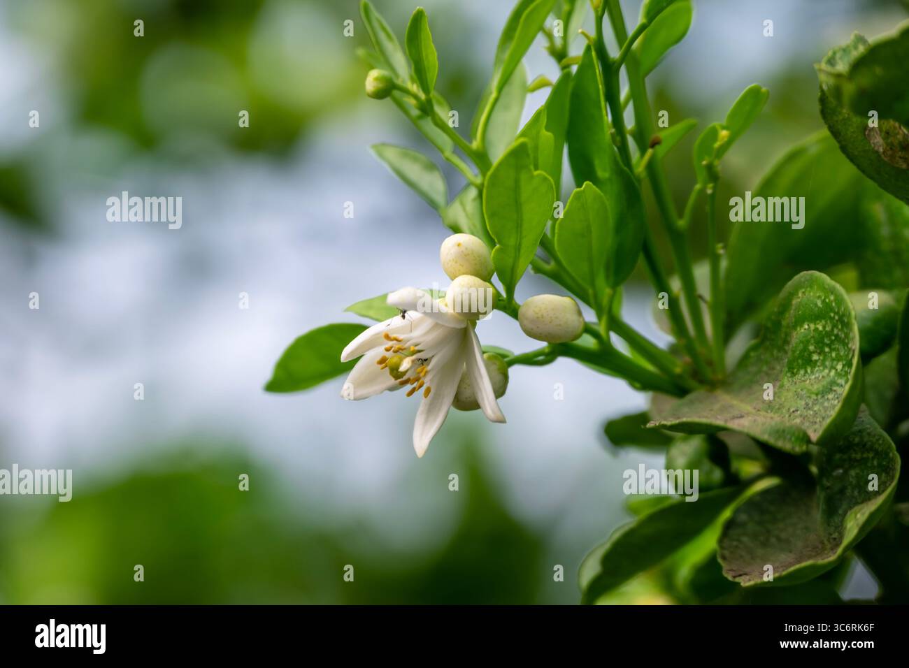 Arancio in fiore, arancio Valencia e fiori d'arancio, raccolta primaverile, rami di arancio con fiori, gemme e foglie Foto Stock