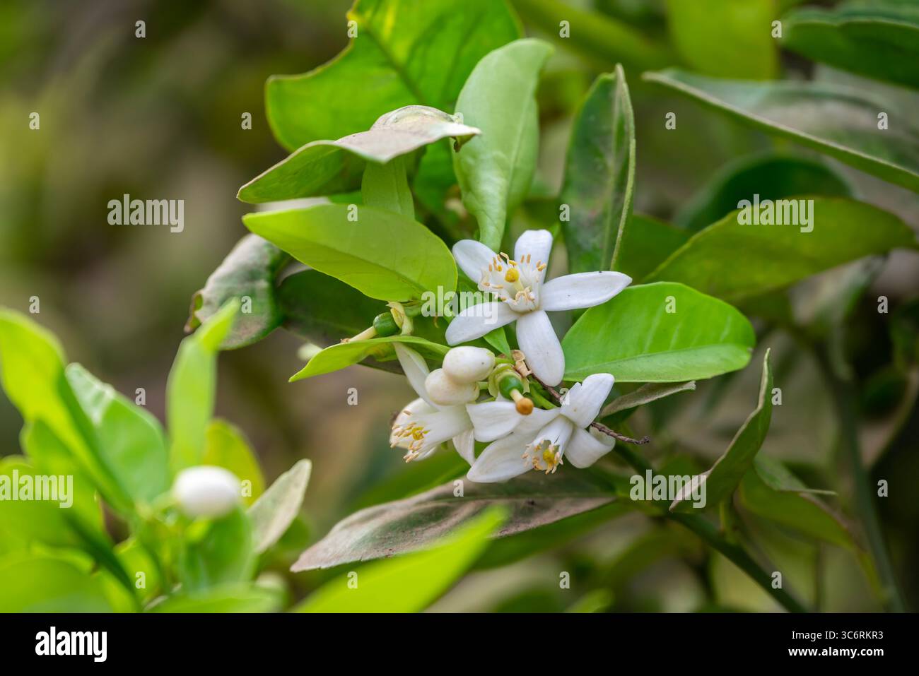 Arancio in fiore, arancio Valencia e fiori d'arancio, raccolta primaverile, rami di arancio con fiori, gemme e foglie Foto Stock