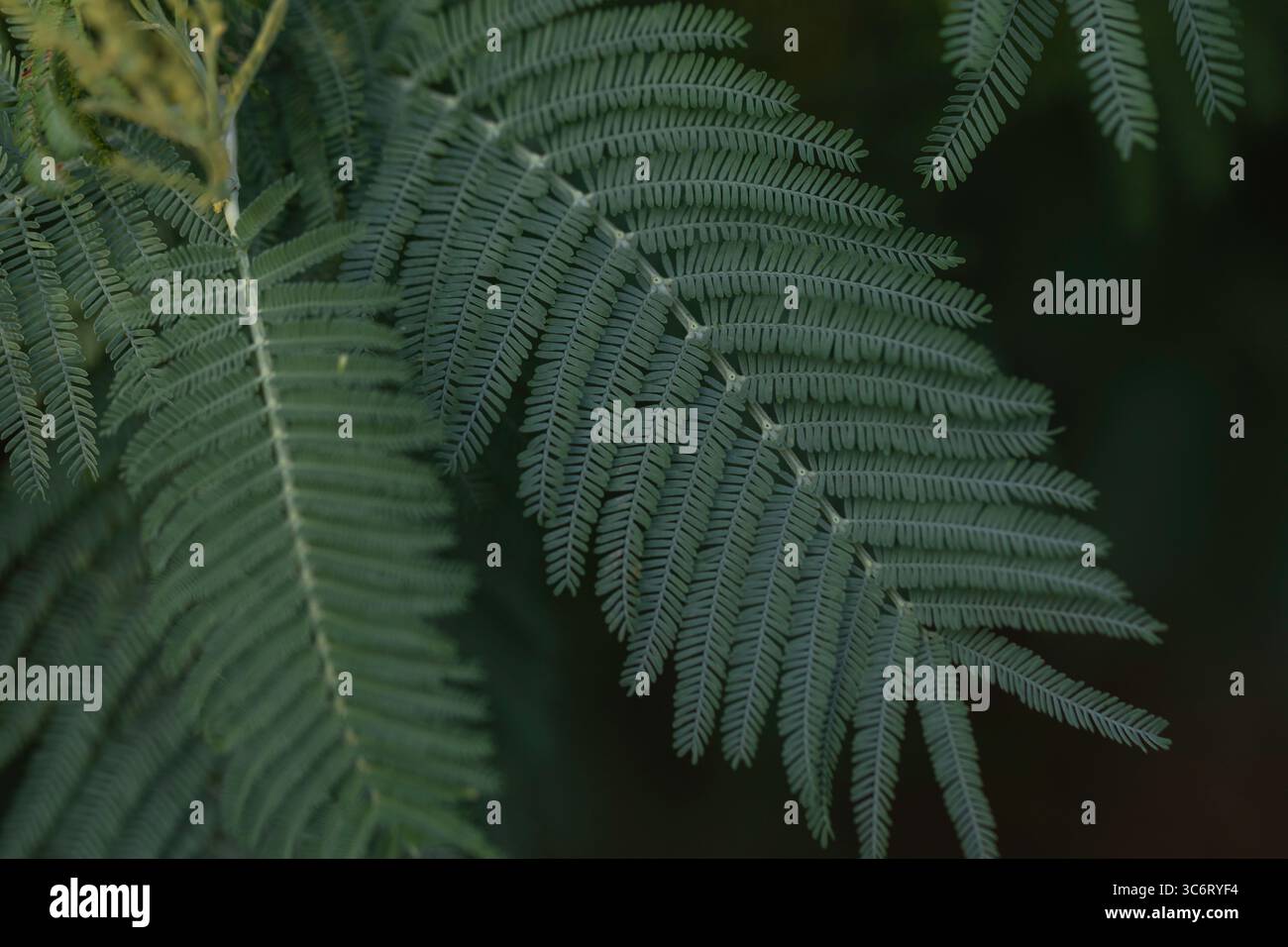 Primo piano di foglie verdi simili a felce con dettagli raffinati e illuminazione soffusa, che mostrano una texture naturale e una simmetria botanica su uno sfondo scuro Foto Stock