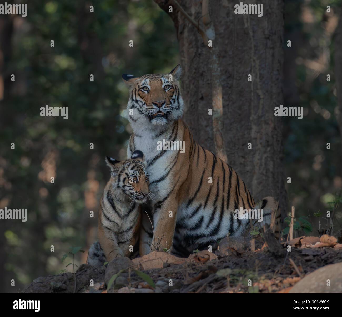 Una tigre del Bengala siede protecamente con il suo cucciolo in una foresta illuminata dal sole, mostrando un tenero momento di legame materno in natura. Foto Stock