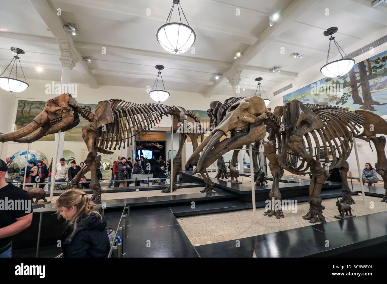 Vista delle mostre all'American Museum of Natural History di New York Foto Stock