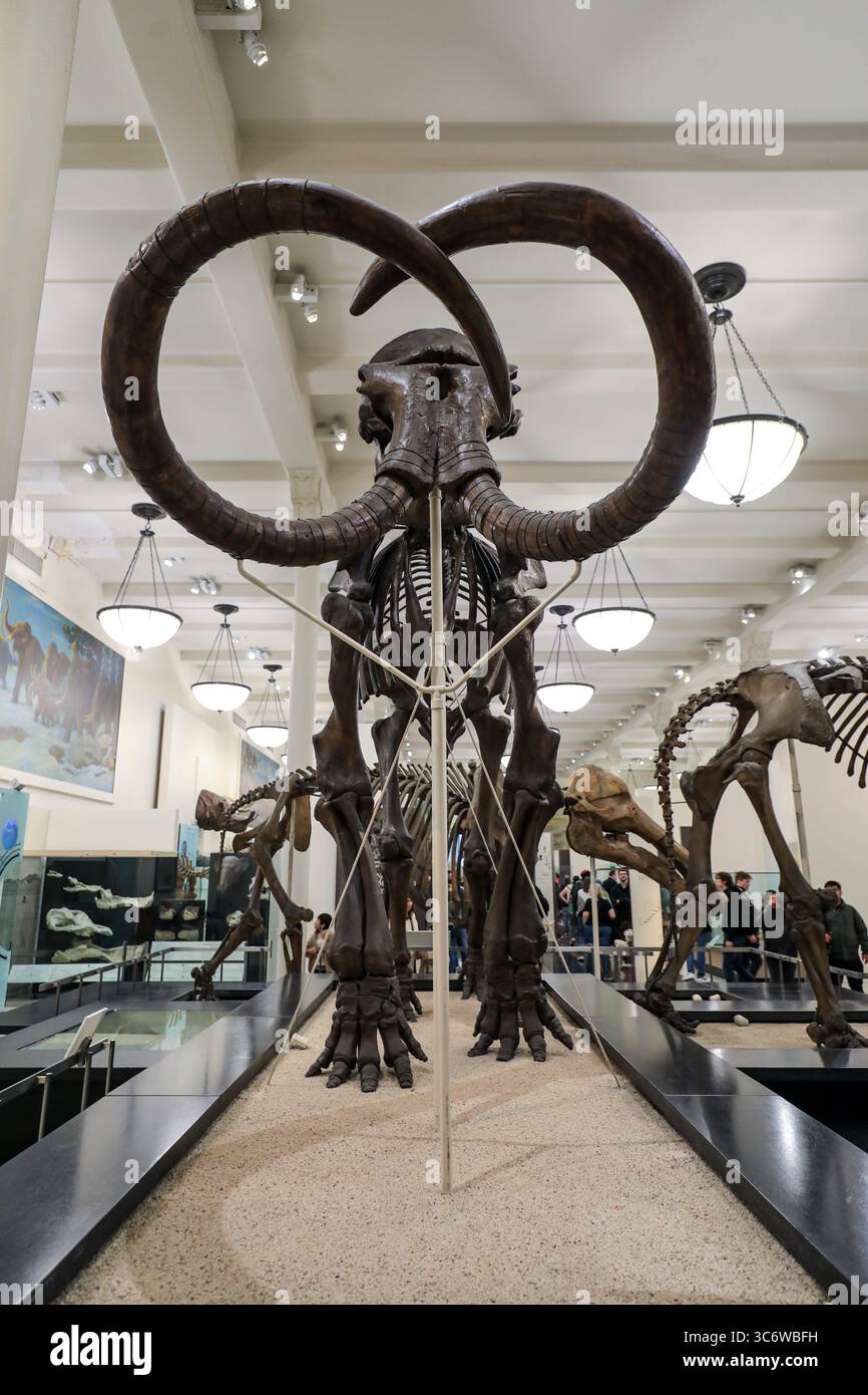 Vista delle mostre all'American Museum of Natural History di New York Foto Stock