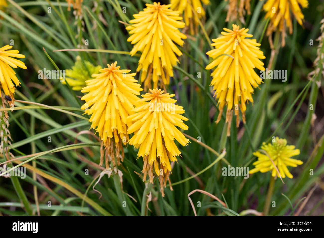 Kniphofia Banana Popsicle Flowers Foto Stock