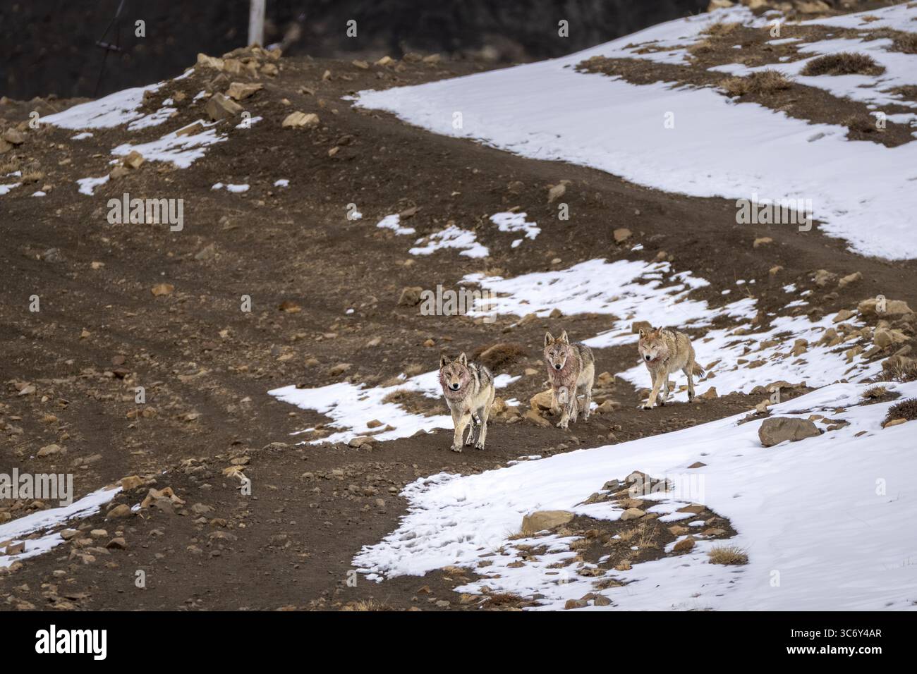Lupi tibetani (Canis lupus chanco), in un branco, neve, Himalaya, Spitital, kaza, Himachal Pradesh, India Foto Stock Lupi tibetani (Canis lupus chanco), in un branco, neve, Himalaya, Spitital, kaza, Himachal Pradesh, India Foto Stock