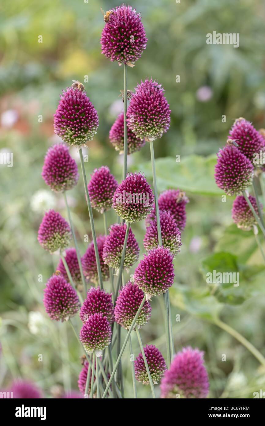 Aglio a testa tonda in fiore (Allium sphaerocephalon). Foto Stock