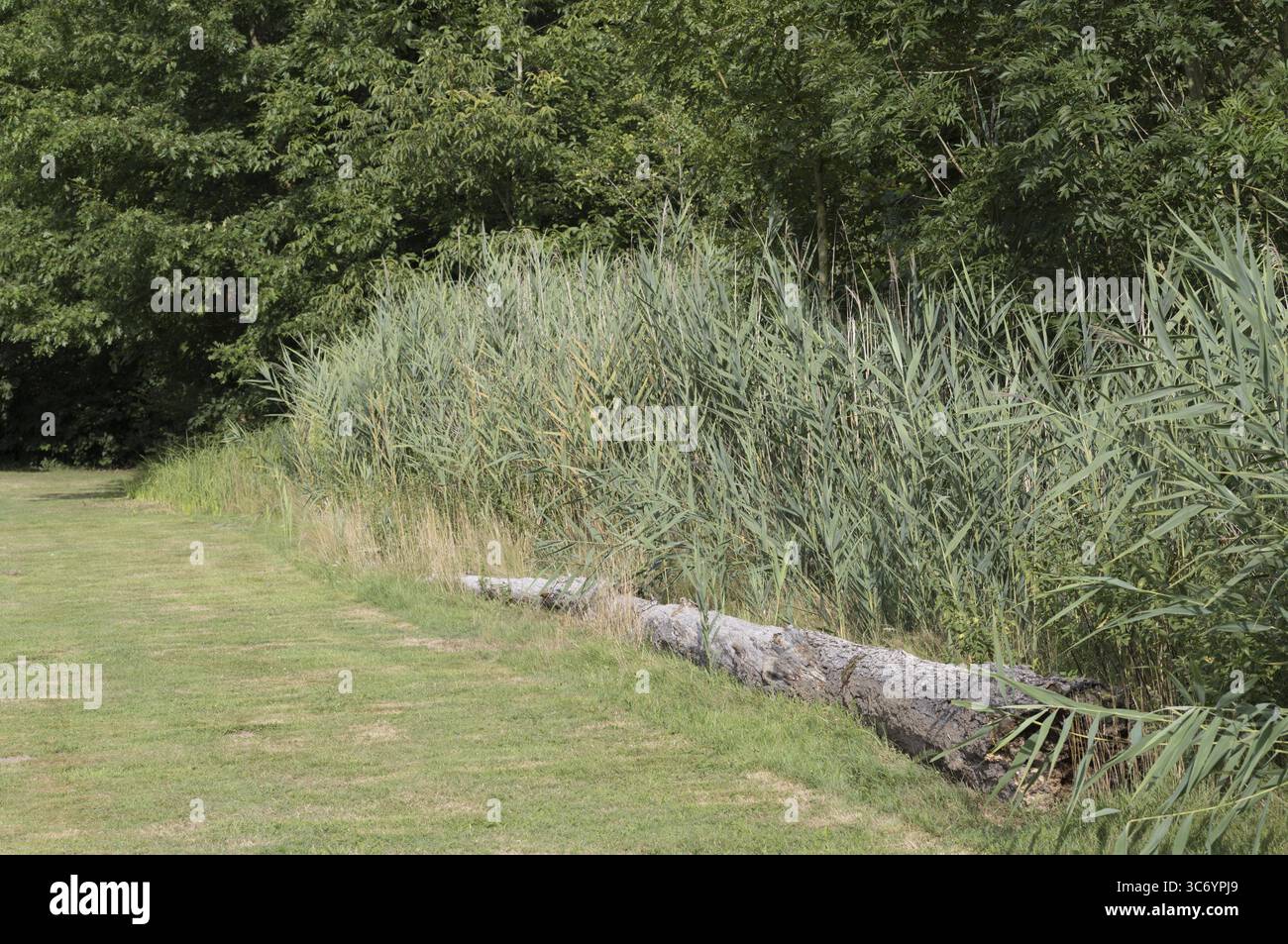 Tronco di albero caduto che riposa vicino a un letto di canne in un tranquillo ambiente rurale, che mostra la bellezza naturale del paesaggio Foto Stock