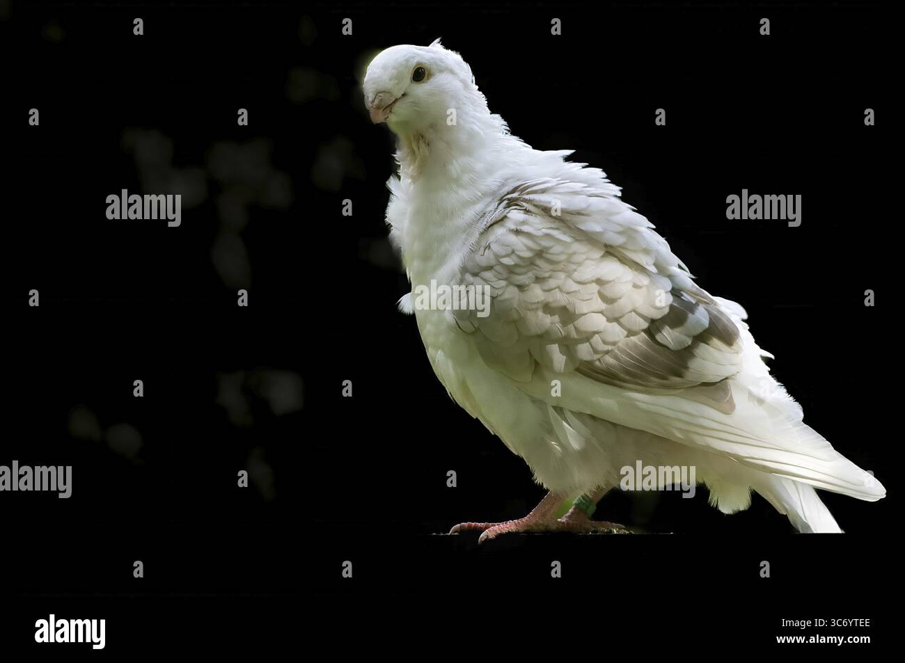 Colomba bianca con piume marrone chiaro e gambe rosa che si distinguono su uno sfondo nero Foto Stock