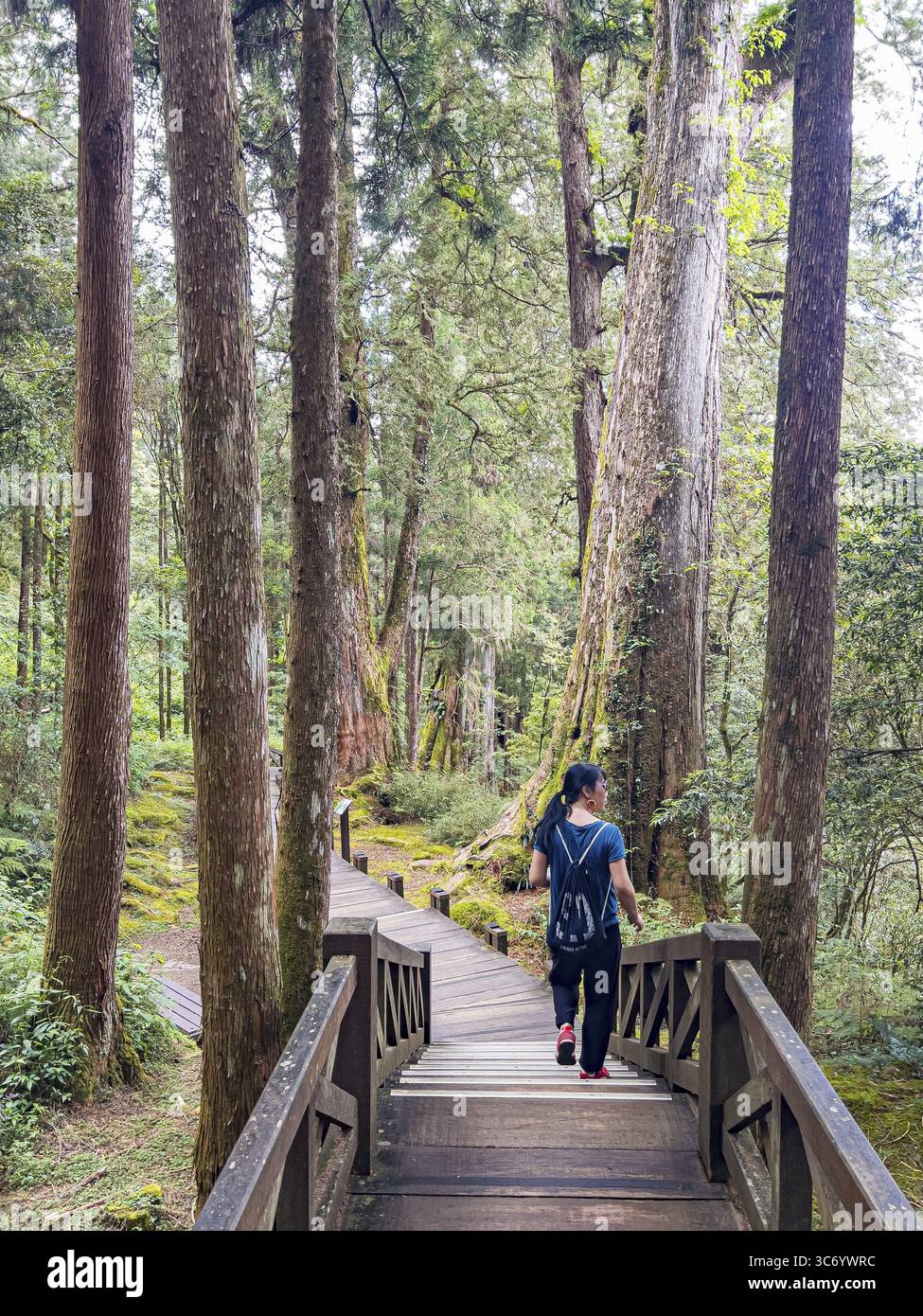 Fai un'escursione sul Giant Tree Plank Trail lungo i cipressi di Taiwan risalenti a 1000 anni fa nell'area ricreativa della foresta nazionale di Alishan a Taiwan Foto Stock