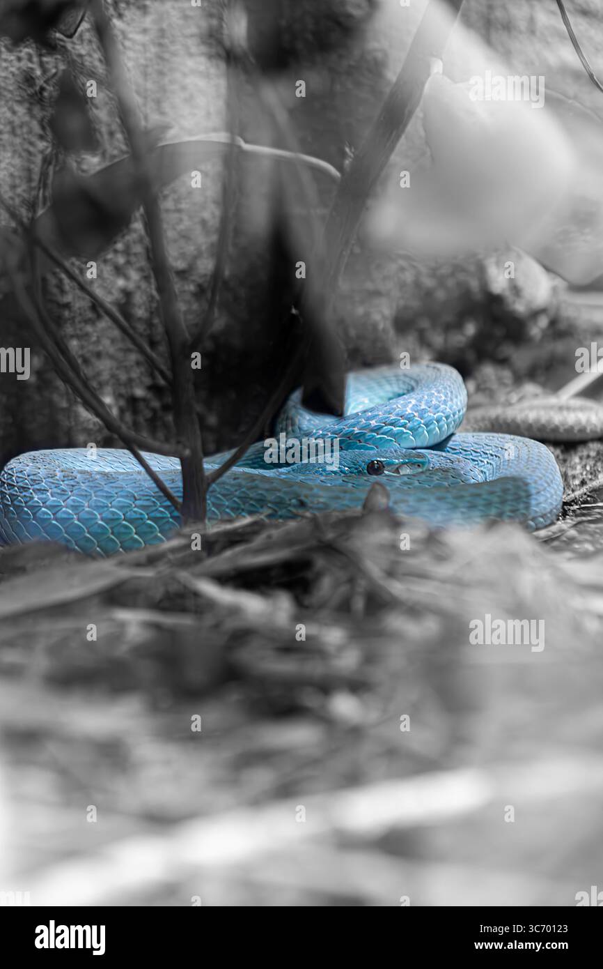 Vipera blu turchese evidenziata da un effetto di colore selettivo Foto Stock