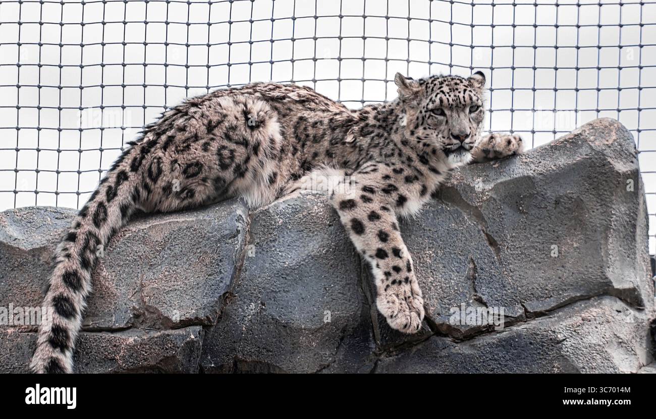 Leopardo delle nevi allo zoo di Chester Foto Stock