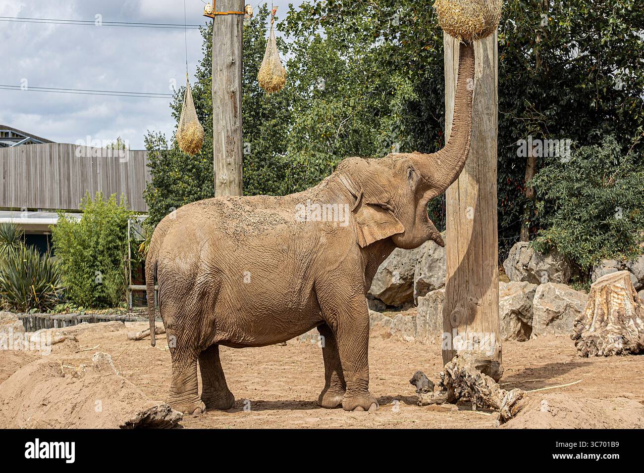 Elefante asiatico allo zoo di Chester Foto Stock
