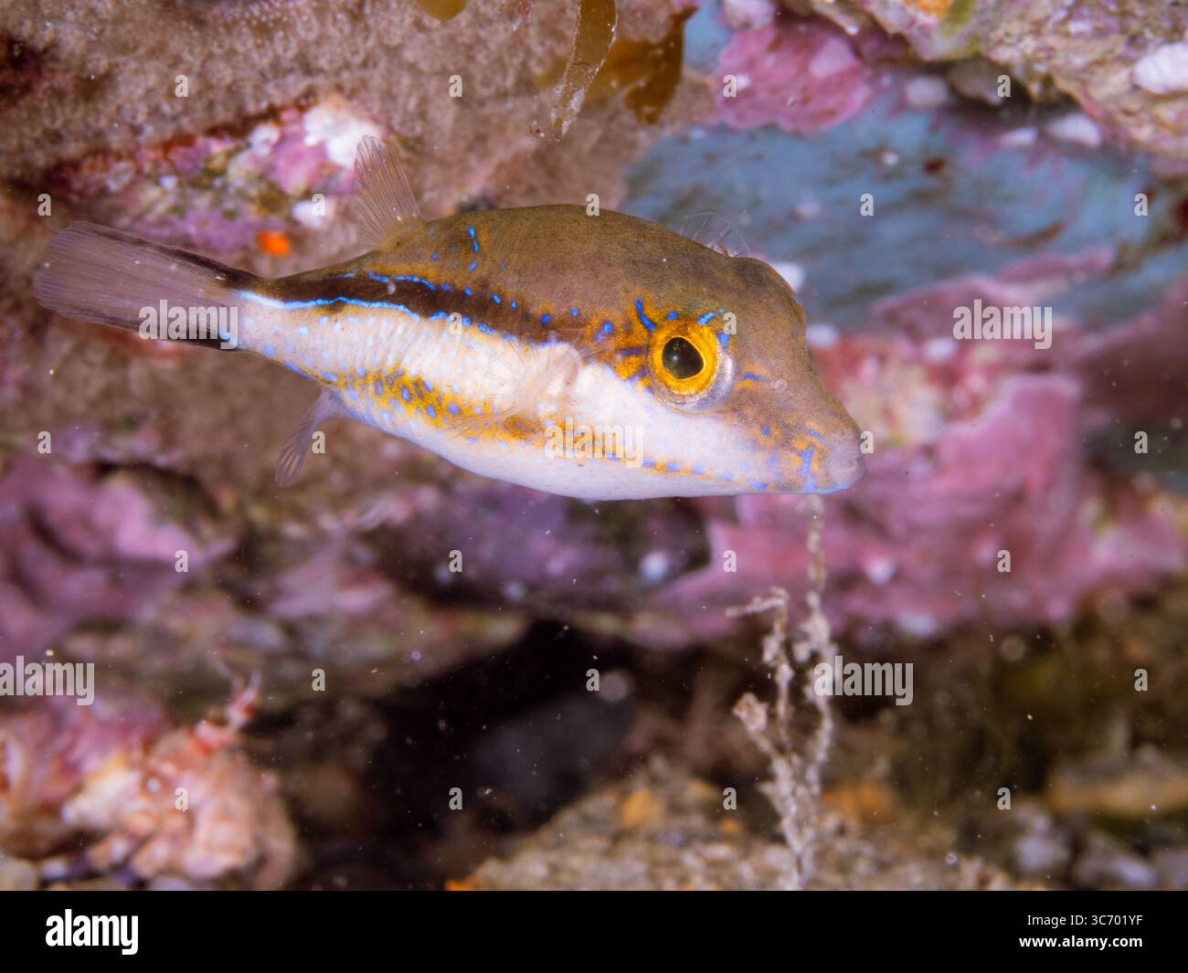 Pesci puffer toby macchiati di bianco che nuotano vicino a una colorata barriera corallina Foto Stock