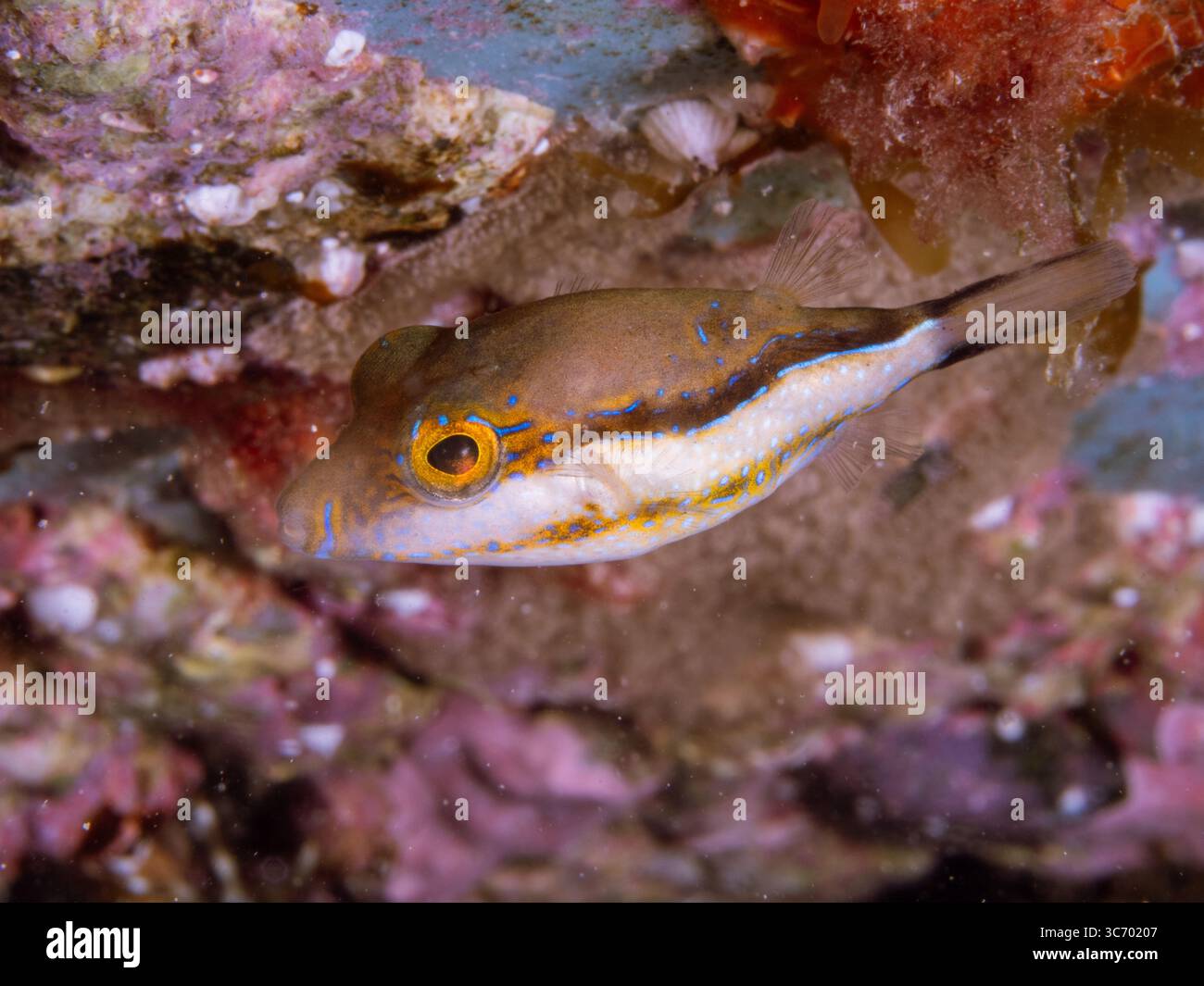 Pesci puffer toby macchiati di bianco che nuotano vicino a una colorata barriera corallina Foto Stock