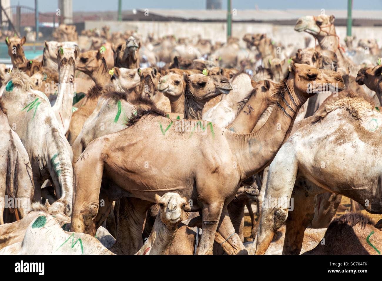 Cammelli in vendita al mercato dei cammelli di Birqash, Egitto Foto Stock
