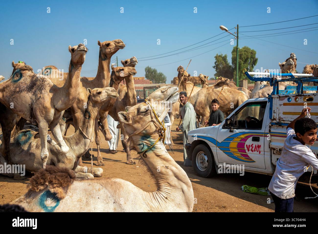 BIRQASH, EGITTO - 6 AGOSTO 2021: Attività al mercato dei cammelli di Birqash, Egitto Foto Stock