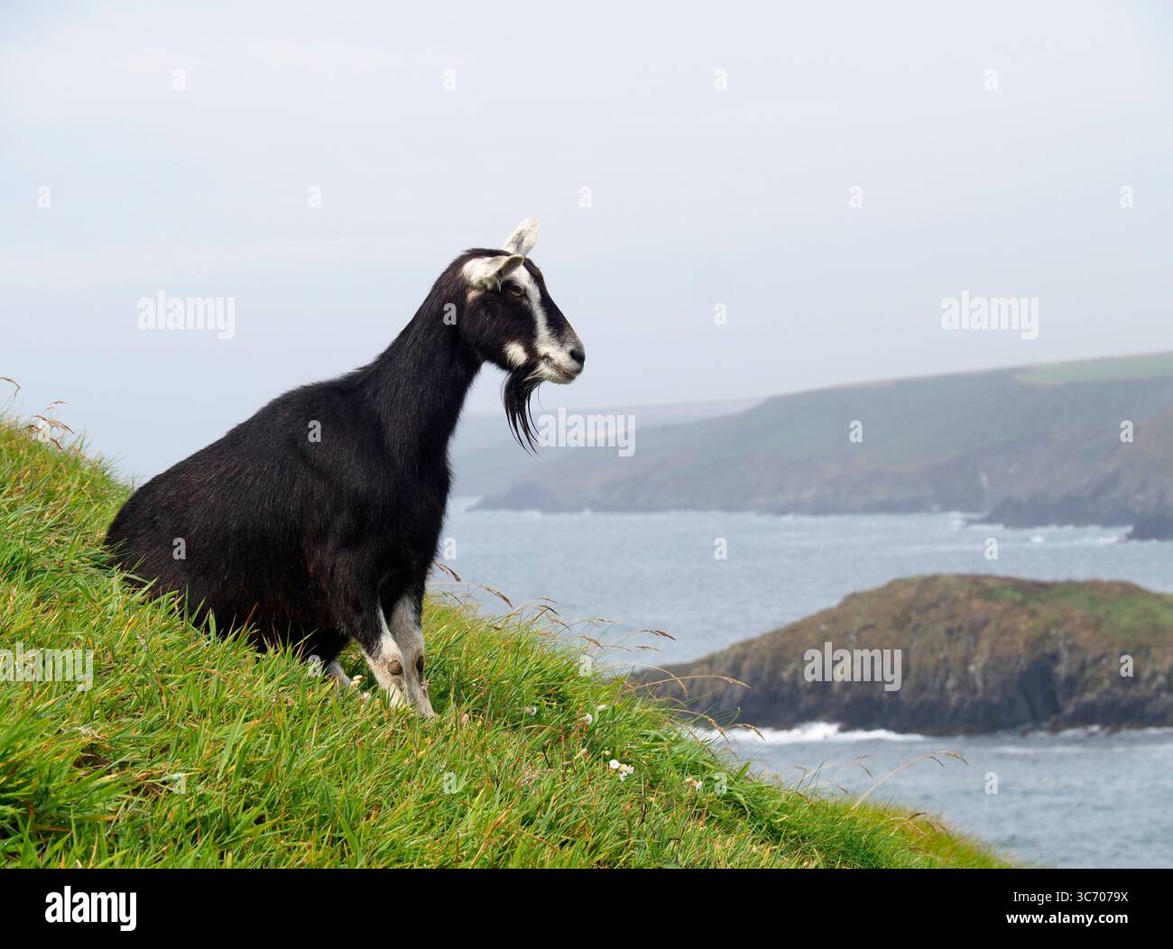 Capra selvatica, isola di Ballycotton, Wexford, Irlanda Foto Stock