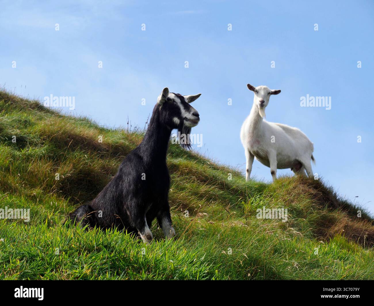 Capre selvatiche, Ballycotton Island, Wexford, Irlanda Foto Stock