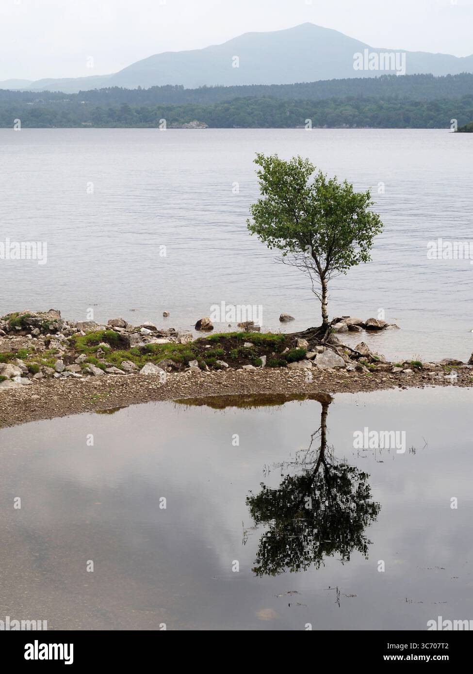 Riflesso di albero sulla riva di Lough Leane, isola di Ross, Irlanda Foto Stock