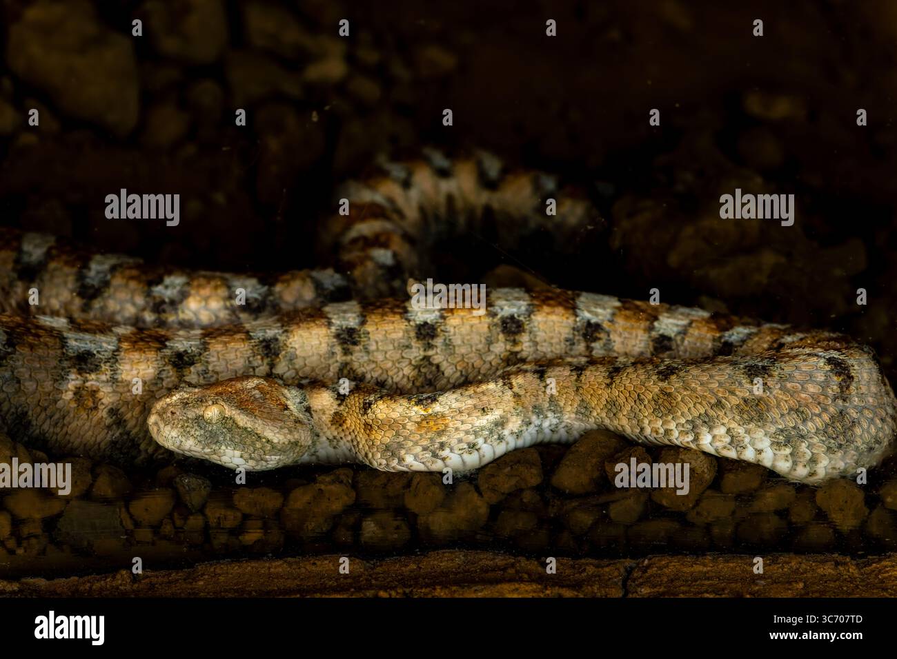 Vipere a sega, vipette per tappeti (echis coloratus) Foto Stock