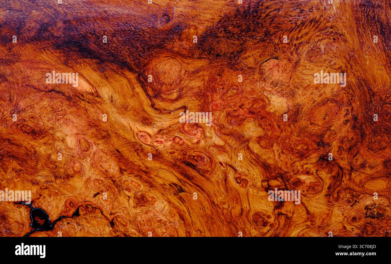 Natura afzelia legno di burl a righe, legno esotico, splendido sfondo a trama Foto Stock