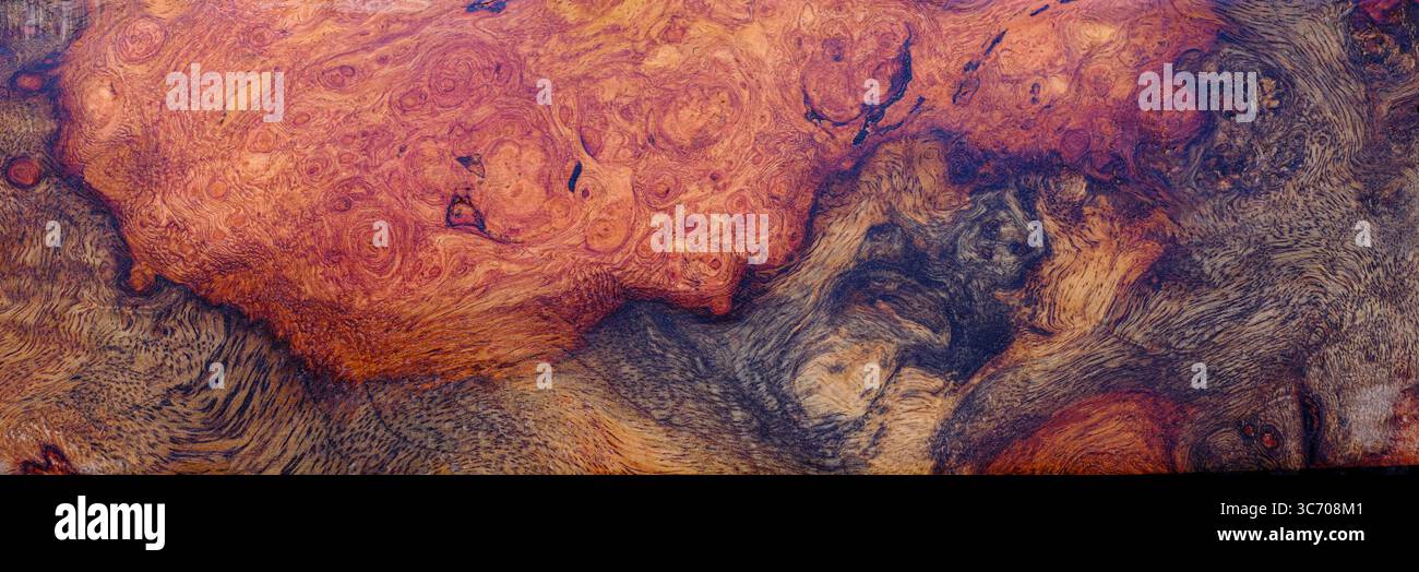 Natura afzelia legno di burl a righe, legno esotico, splendido sfondo a trama Foto Stock