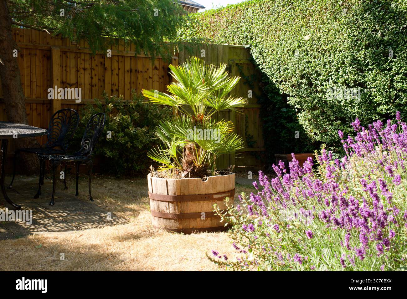 Giardino di lavanda in estate Foto Stock