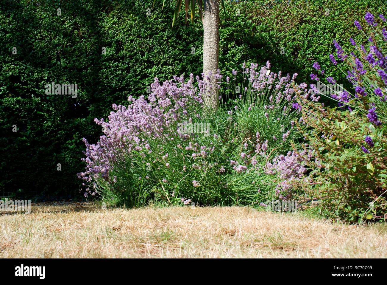 Giardino di lavanda in estate Foto Stock