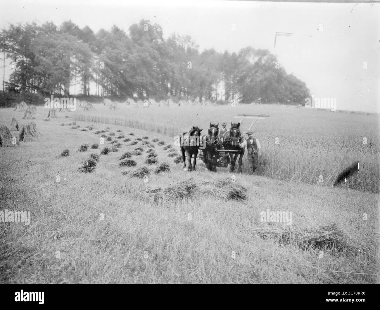 Una taglierina trainata da cavalli Foto Stock