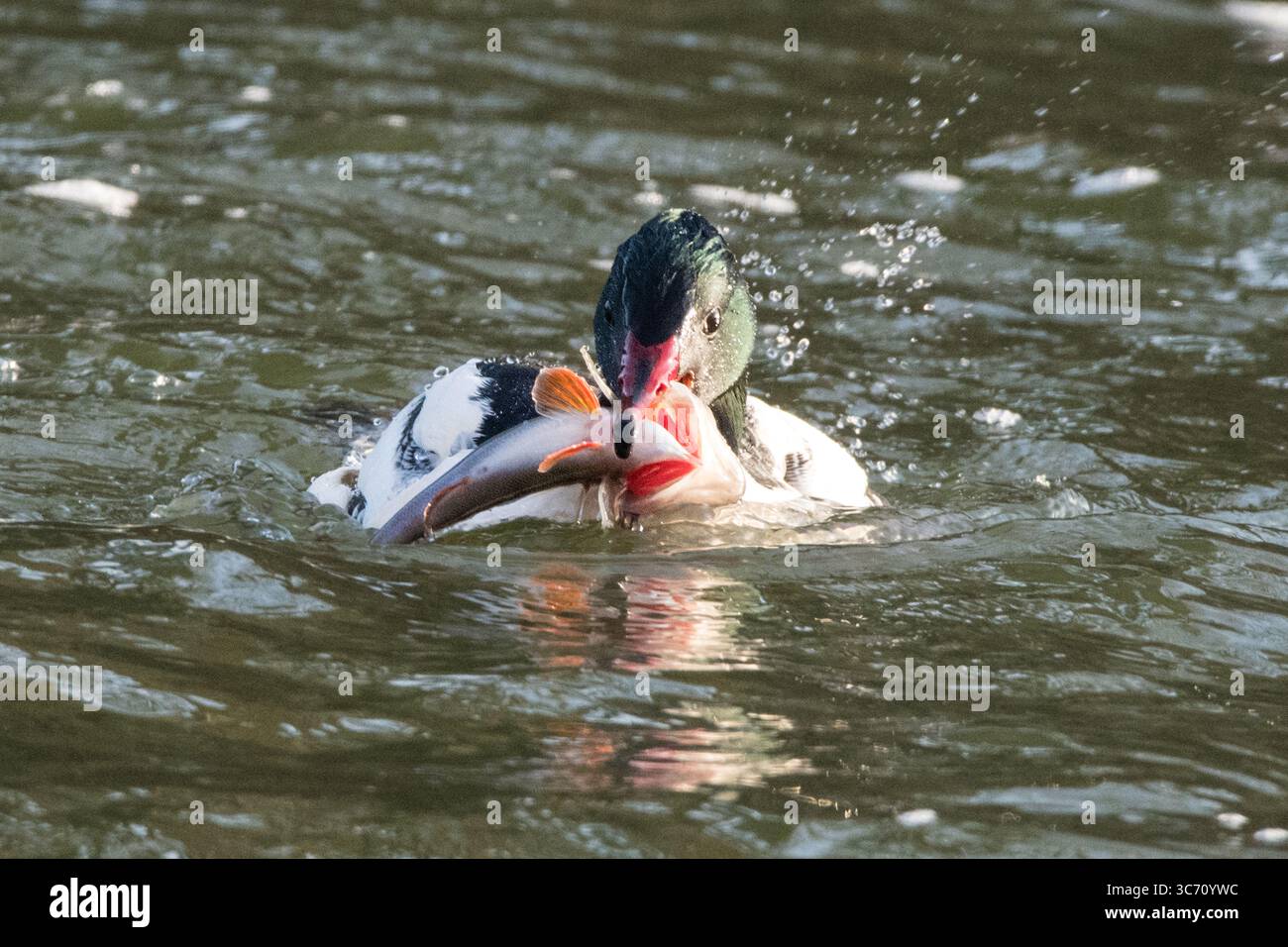 Goosander maschio sul fiume Lea a Enfield Lock con un piccolo pesce nel suo sottile becco rosso, catturato a metà caccia in un ambiente naturale calmo. Foto Stock