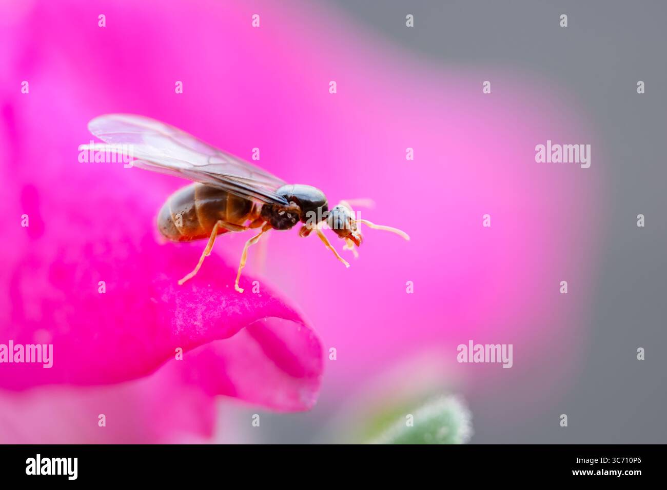REGNO UNITO. Una formica nera regina alata, Lasius niger, nota come alate, emergono per scaldarsi e accostarsi nei giorni caldi e umidi durante l'estate britannica. Foto Stock