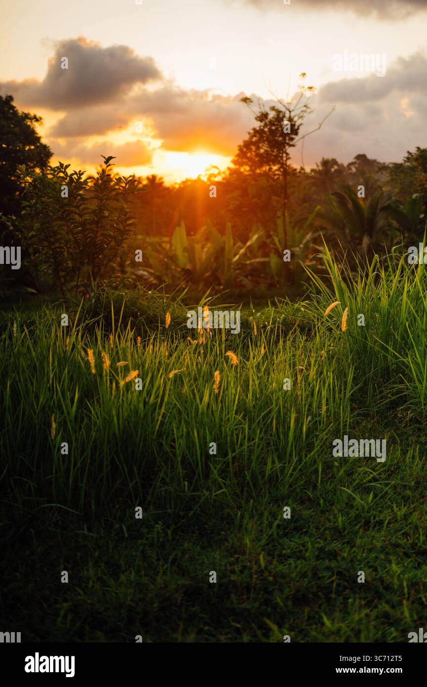 Luce del tramonto sull'erba a Tetebatu, Lombok Foto Stock