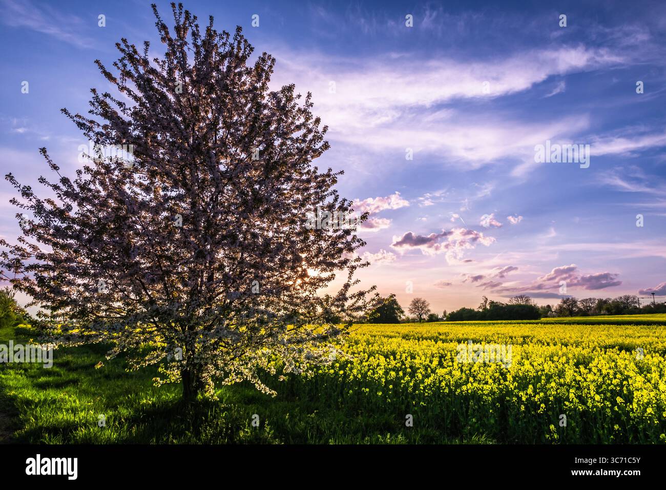 Melo fiorito sul campo di colza nella splendida luce serale, spazio copia Foto Stock
