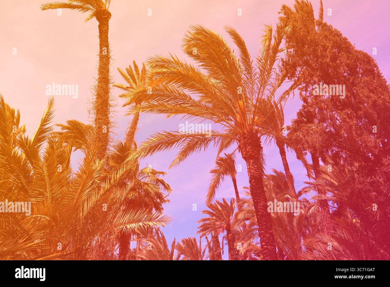 Sfumature rosa e arancio sullo sfondo di palme esotiche. Foto di sfondo estiva colorata. Foto Stock