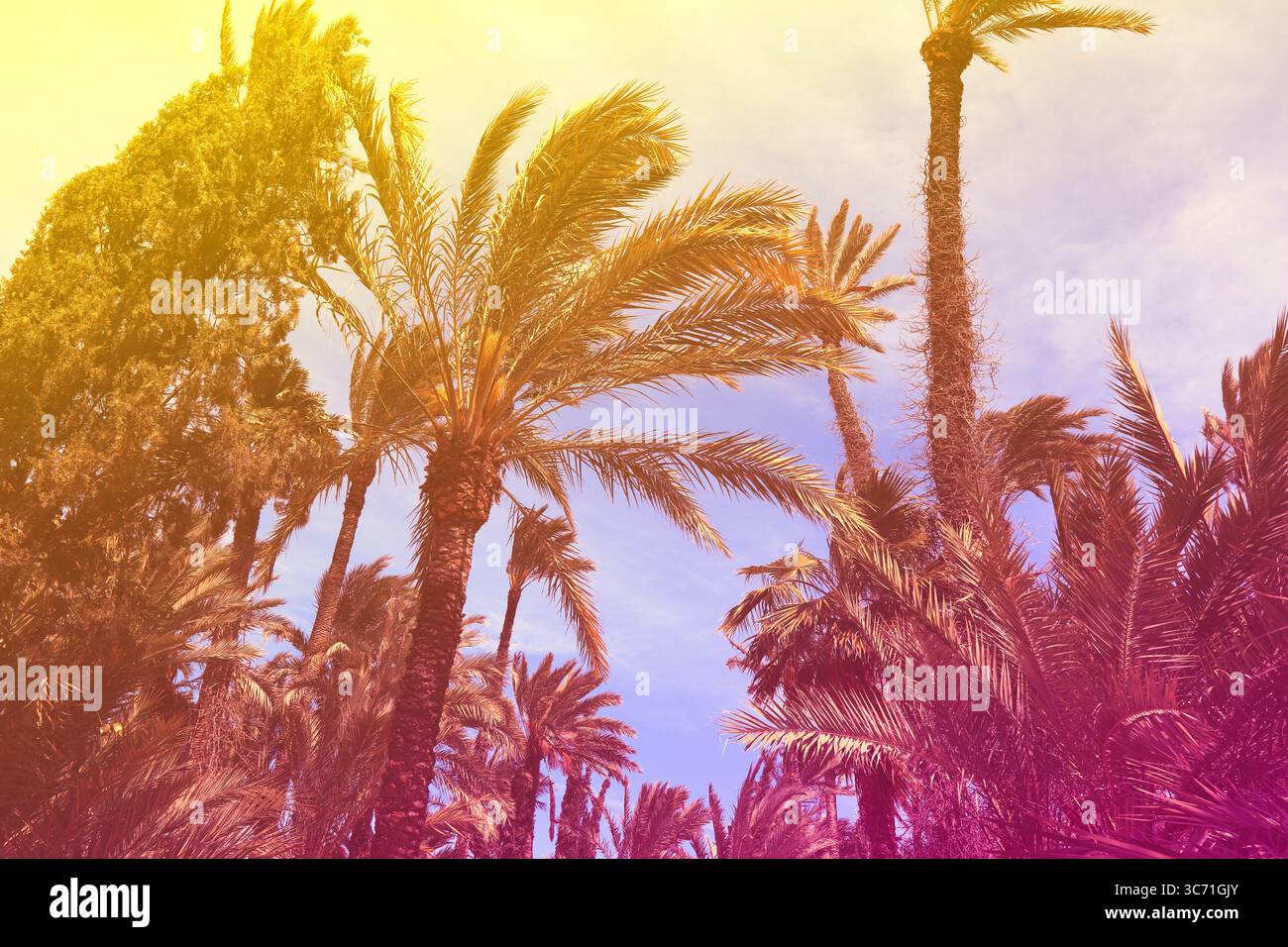 Sfondo palma - foto a colori vintage con vibrazioni estive. Sfondo esotico. Foto Stock