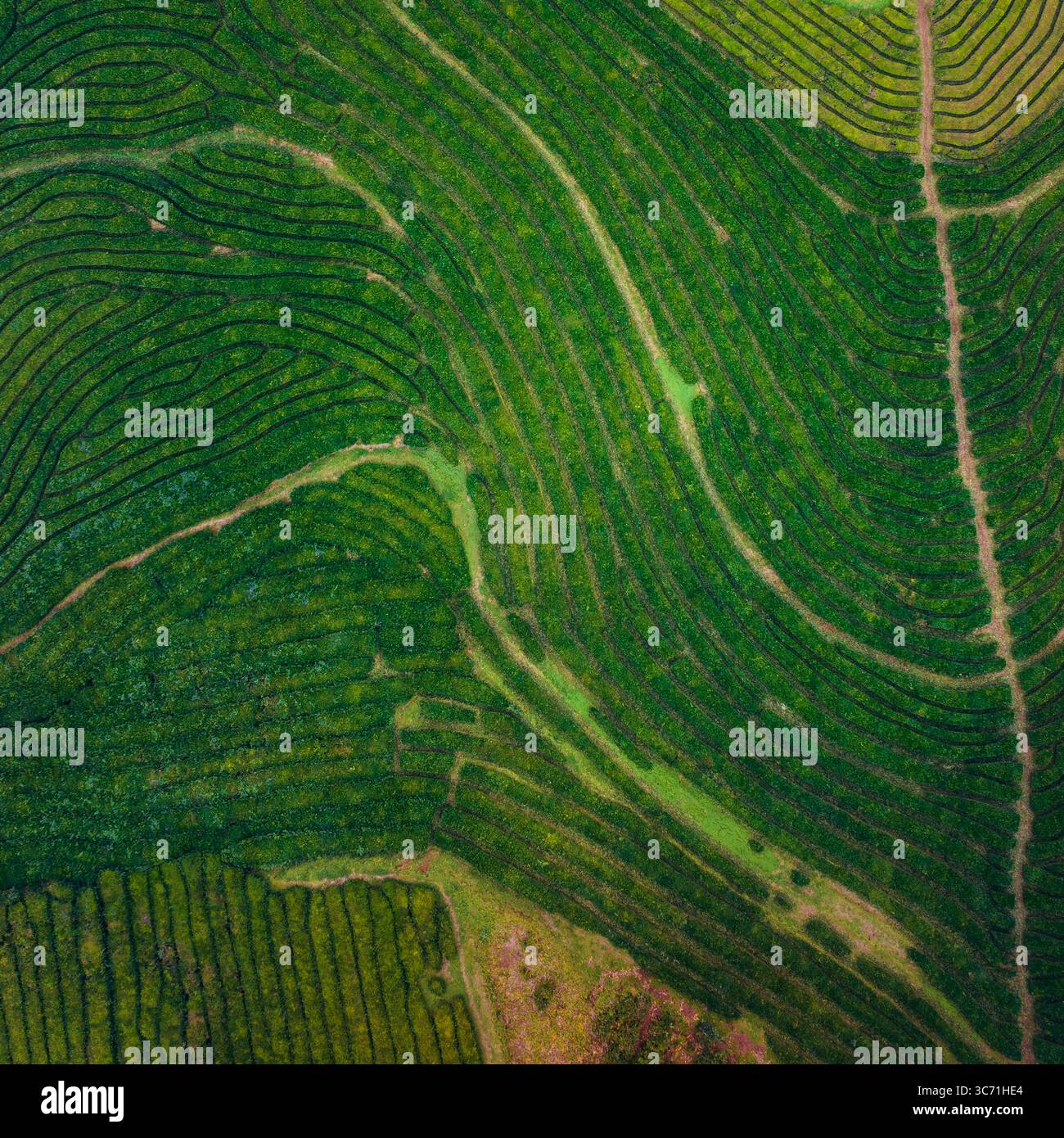 Veduta aerea delle verdeggianti e ondulate piantagioni di tè di Gorreana, un arazzo di sfumature smeraldo e giada, intrecciato con sentieri, Maia, Plantações de chá Gorreana, Portogallo. Foto Stock