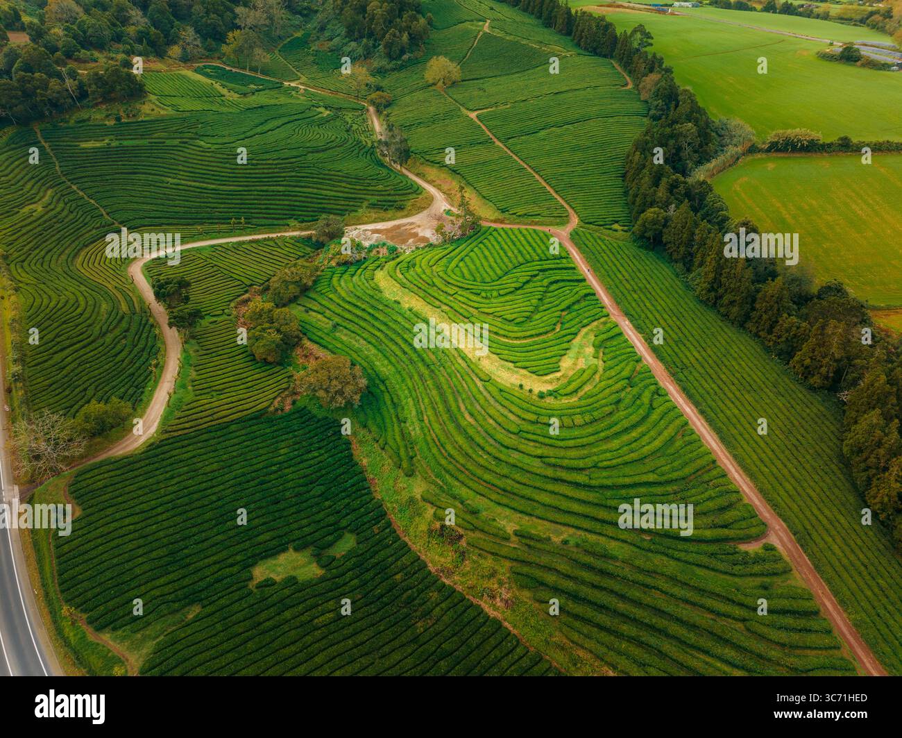 Vista aerea delle vivaci piantagioni di tè verde, un arazzo di file ondulate, presso la fabbrica di tè Gorreana, Maia, Plantações de chá Gorreana, Portogallo. Foto Stock