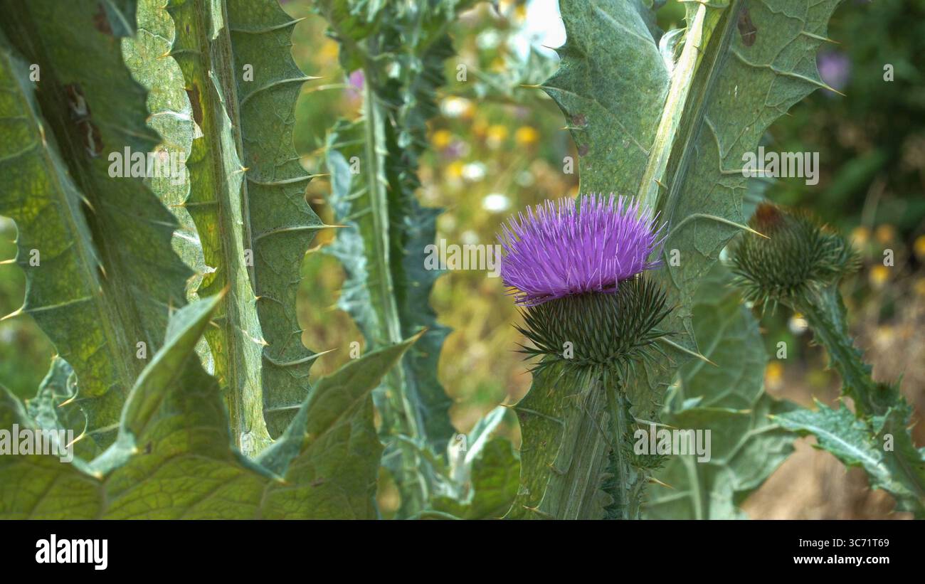 La pianta di Cardo di cotone (Onopordum acanthium L.) presenta un fogliame verde-argento e vivaci fiori di viola, un cardo medicinale che prospera su terreni asciutti Foto Stock