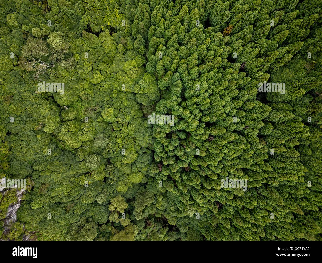 La vista aerea delle densa e verdeggianti cime degli alberi crea un mosaico di verdi profondi e sfumature più chiare, un arazzo naturale che si estende attraverso il paesaggio, Lagoa, Azzorre, Portogallo. Foto Stock