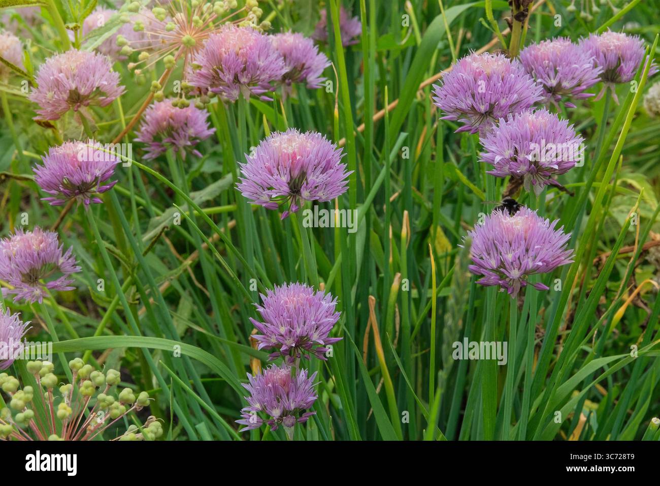 I fiori di erba cipollina crescono nel giardino del cottage. Giardinaggio biologico. Erbe aromatiche. La stagione dei fiori. Giardino di erbe. Giornata di sole. I fiori sono coltivati come pianta del giardino Foto Stock