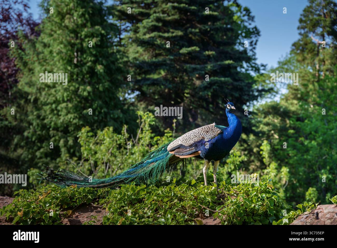 Un uccello pavone maschile blu arroccato all'interno dei lussureggianti giardini verdi del castello di Ruthin Foto Stock