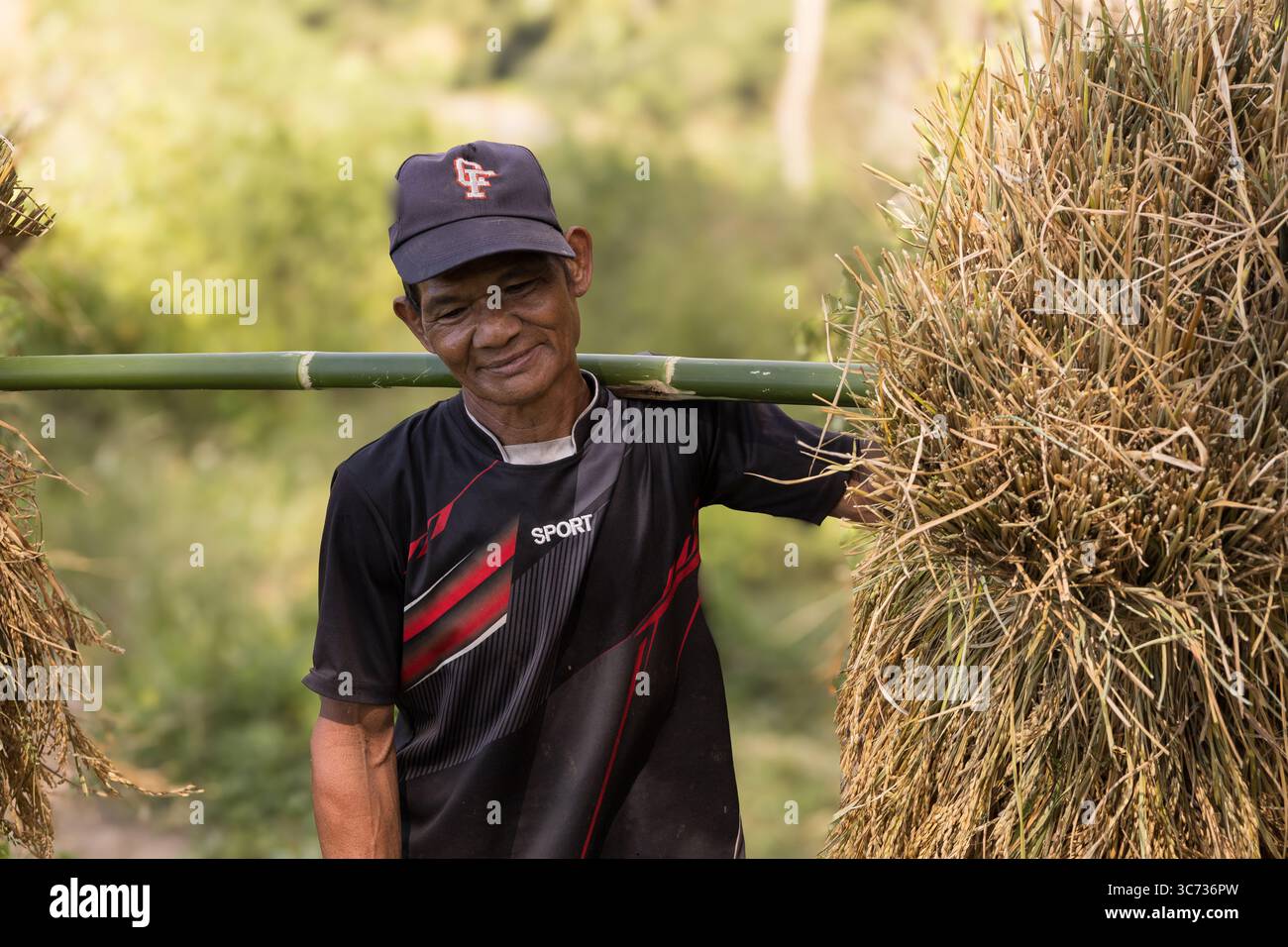 Chiang mai, Thailandia - lavoratori nei campi di riso Foto Stock