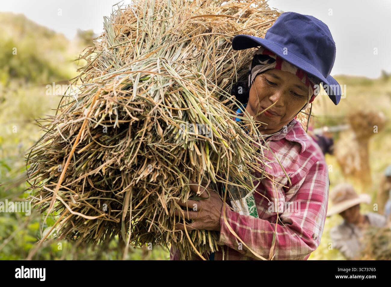 Chiang mai, Thailandia - lavoratori nei campi di riso Foto Stock