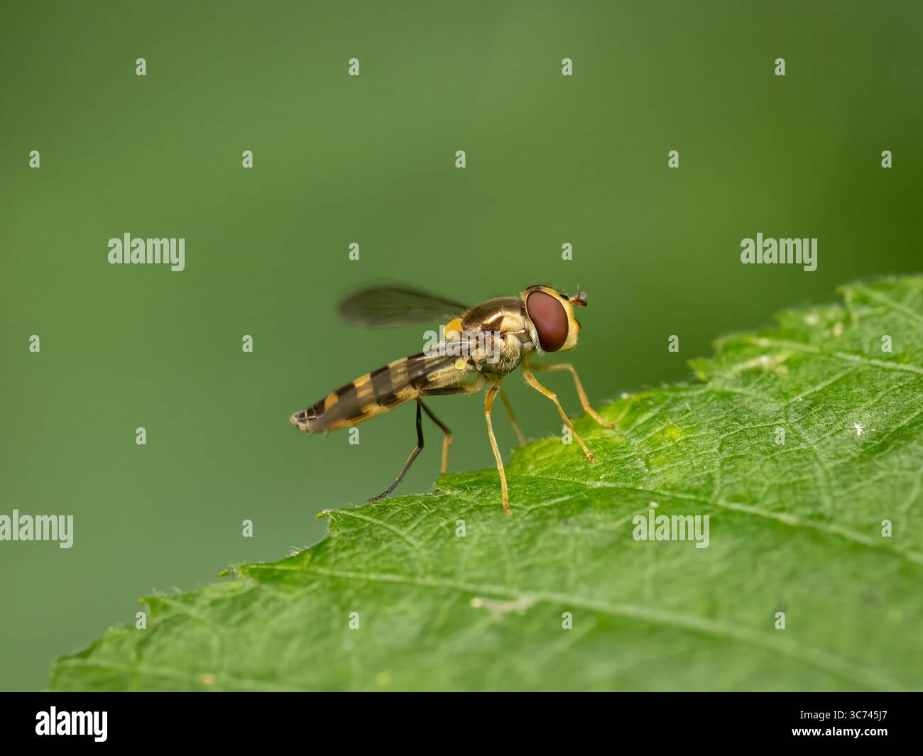 Hoverfly con supporto a scala Foto Stock