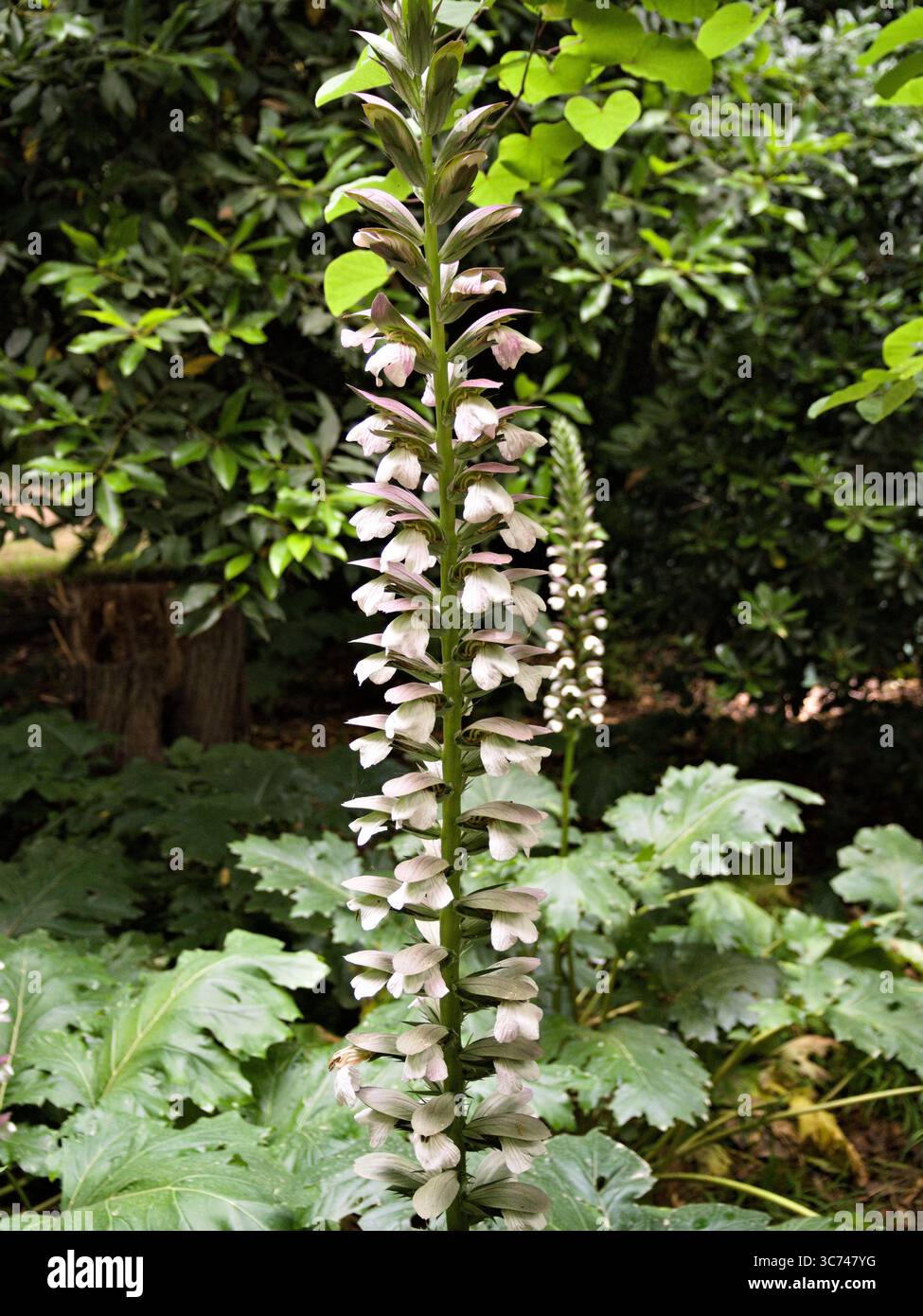 Vista ravvicinata delle brezze dell'orso piante con punte floreali erette circondate da una ricca vegetazione. Foto Stock